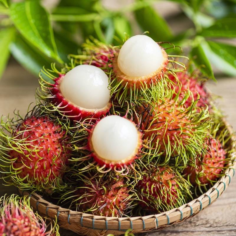 Rambutan N18 2.5ft